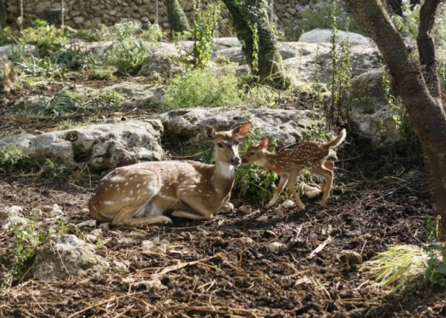 Cervatillo y su madre